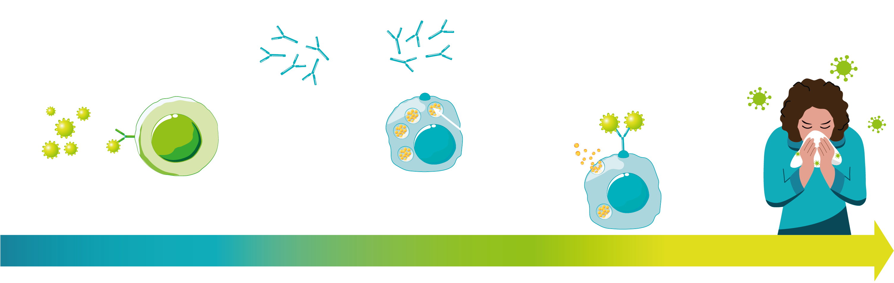 hausstaubmilbenallergie-entstehung
