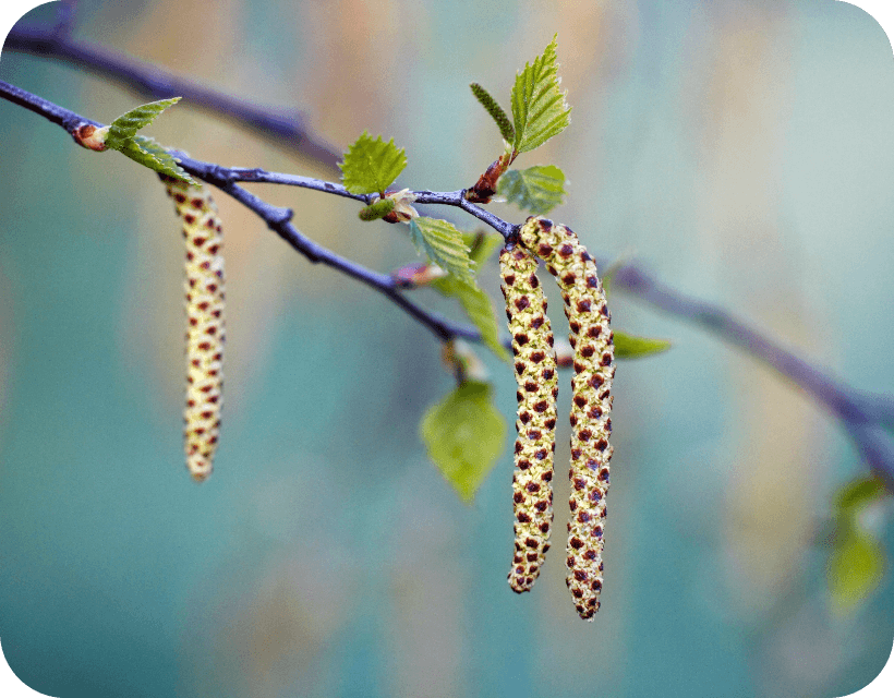 pollenallergie-baumpollen