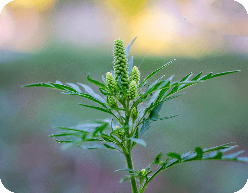 pollenallergie-kraeuterpollen