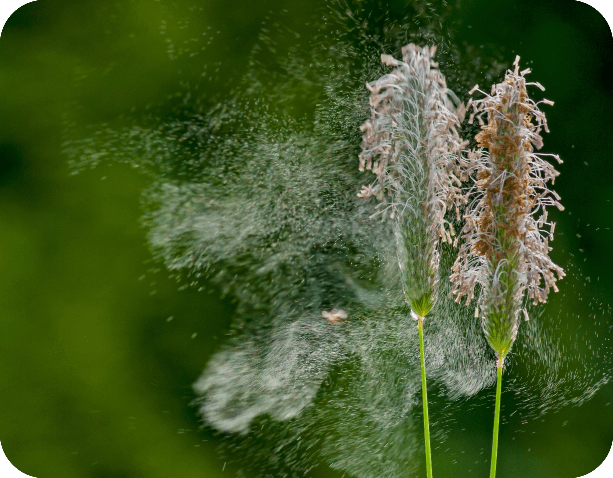 pollenallergie-graeserpollen