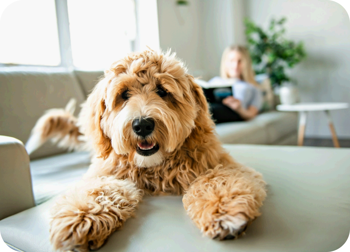 tierhaarallergie-hunde
