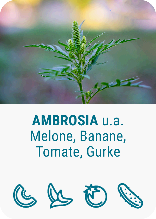pollenallergie-ambrosia
