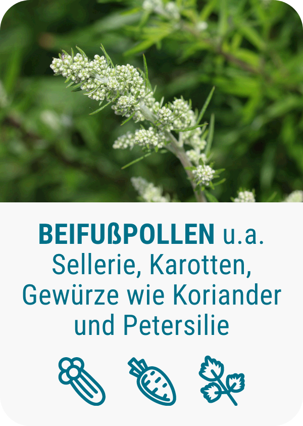 pollenallergie-beifußpollen