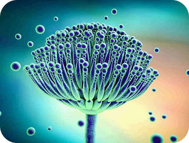 schimmelpilzallergie-aspergillus