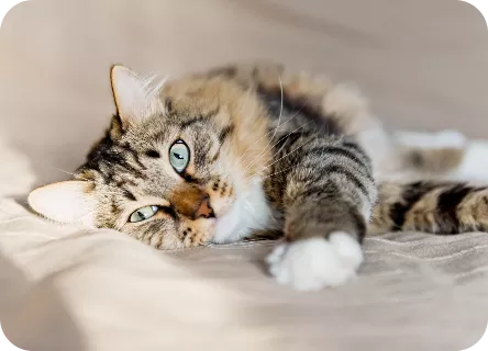 tierhaarallergie-katzen