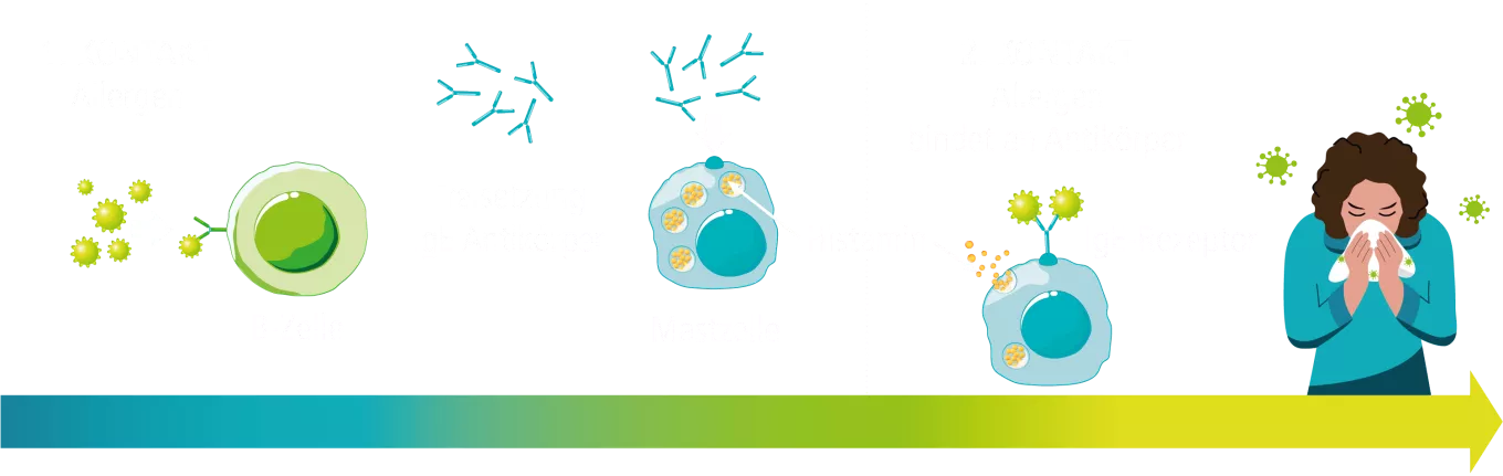 schimmelpilzallergie-entstehung