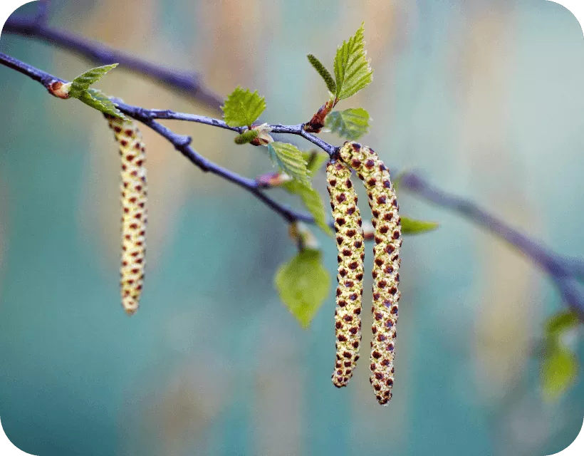 pollenallergie-baumpollen