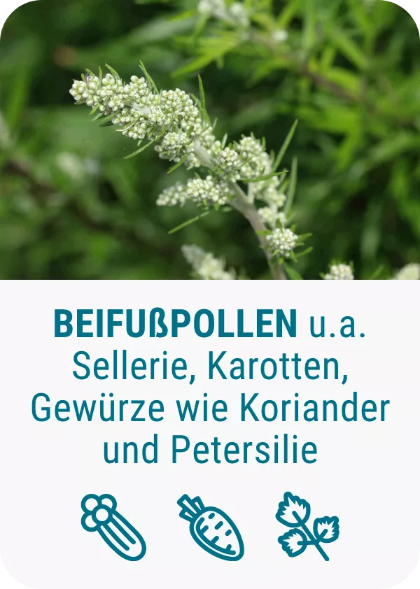 pollenallergie-beifußpollen