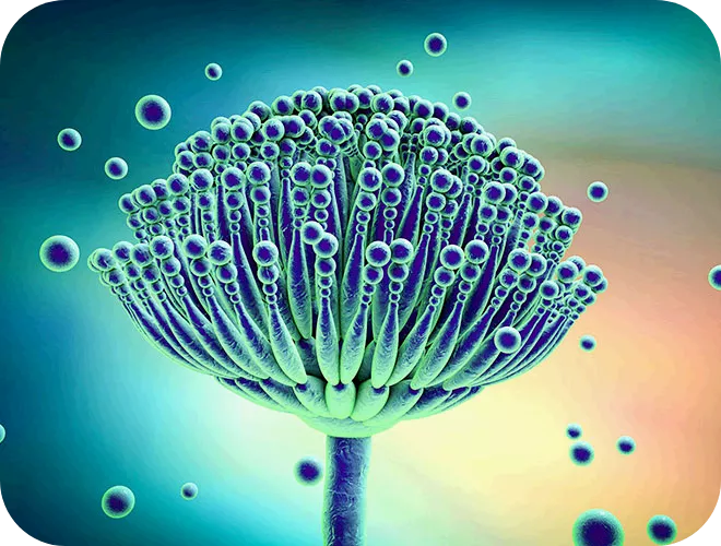 schimmelpilzallergie-aspergillus