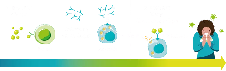 hausstaubmilbenallergie-entstehung