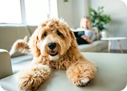 tierhaarallergie-hunde