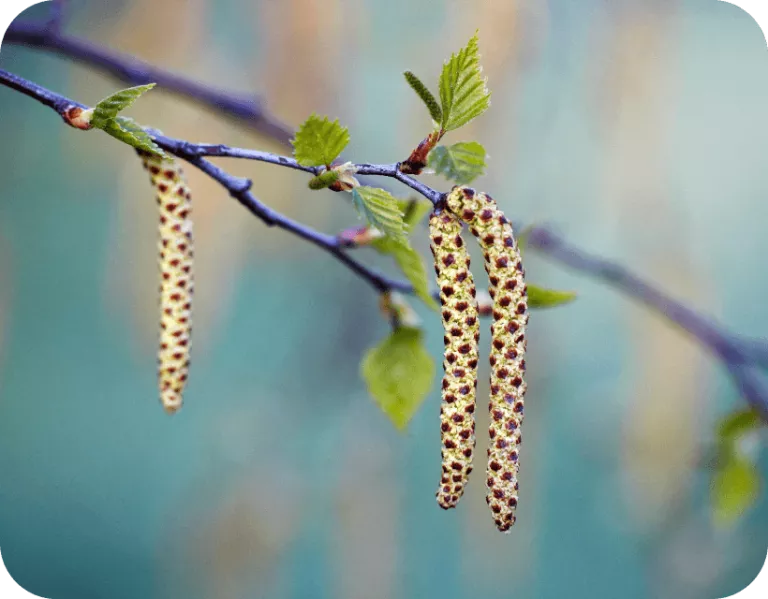 pollenallergie-baumpollen