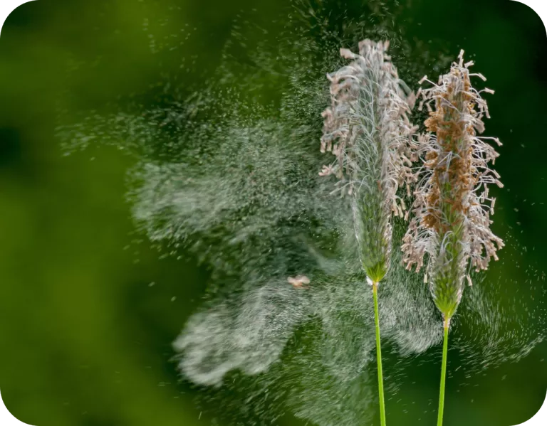 pollenallergie-graeserpollen