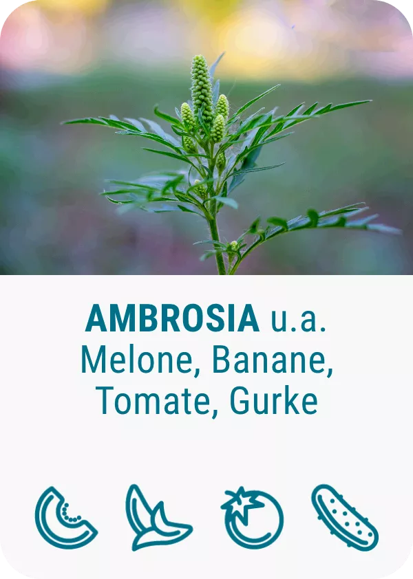pollenallergie-ambrosia